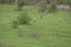 260418_Fruehjahrsboten-77