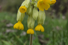 260418_Fruehjahrsboten-82