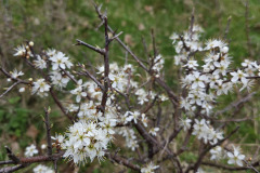 260418_Fruehjahrsboten-83