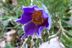 260418_Fruehjahrsboten-85