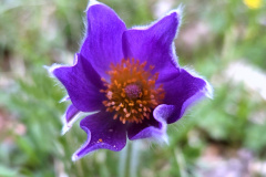 260418_Fruehjahrsboten-86