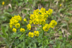 260418_Fruehjahrsboten-87