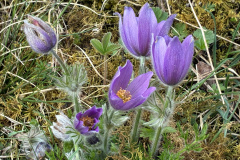 260418_Fruehjahrsboten-88