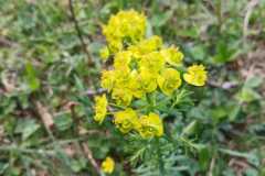 260418_Fruehjahrsboten-89