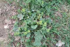 260418_Fruehjahrsboten-92