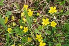 260418_Fruehjahrsboten-93