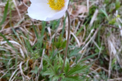 260418_Fruehjahrsboten-94