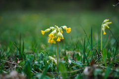 260418_Fruehjahrsboten-94_