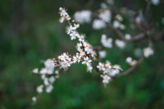 260418_Fruehjahrsboten-94__