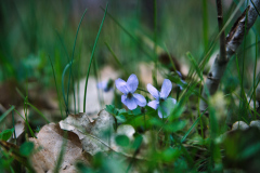 260418_Fruehjahrsboten-94___