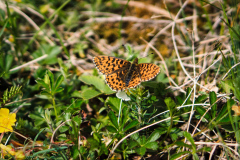 260418_Fruehjahrsboten-94_____