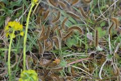 260418_Fruehjahrsboten-96