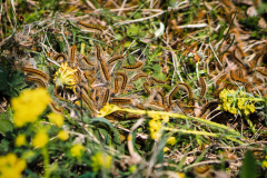 260418_Fruehjahrsboten-96_