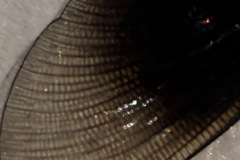 260518_GNU_AJPG-118