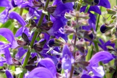 Wiesensalbei_02
