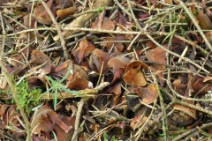 Forchenhuegel-25