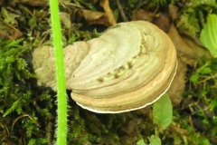 Forchenhuegel-38
