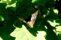 P1100942